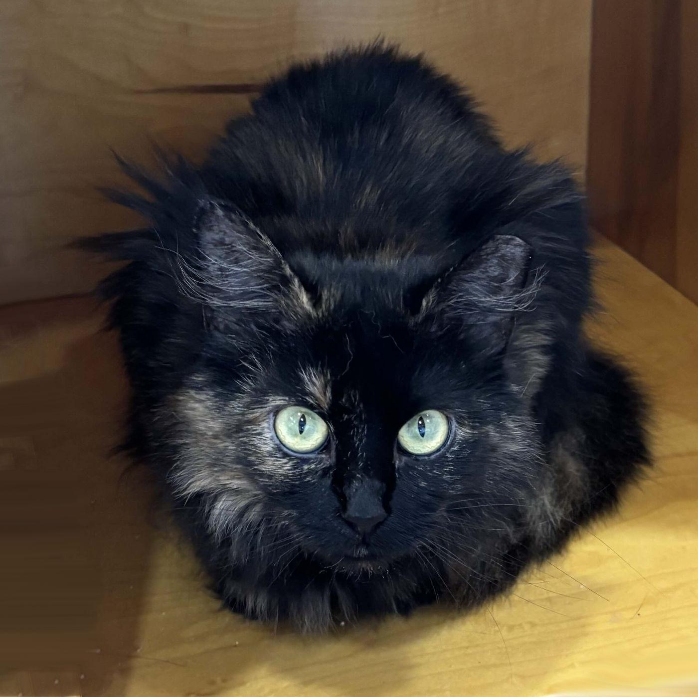 Mimi, an adoptable Domestic Medium Hair in Manitou Springs, CO, 80829 | Photo Image 4