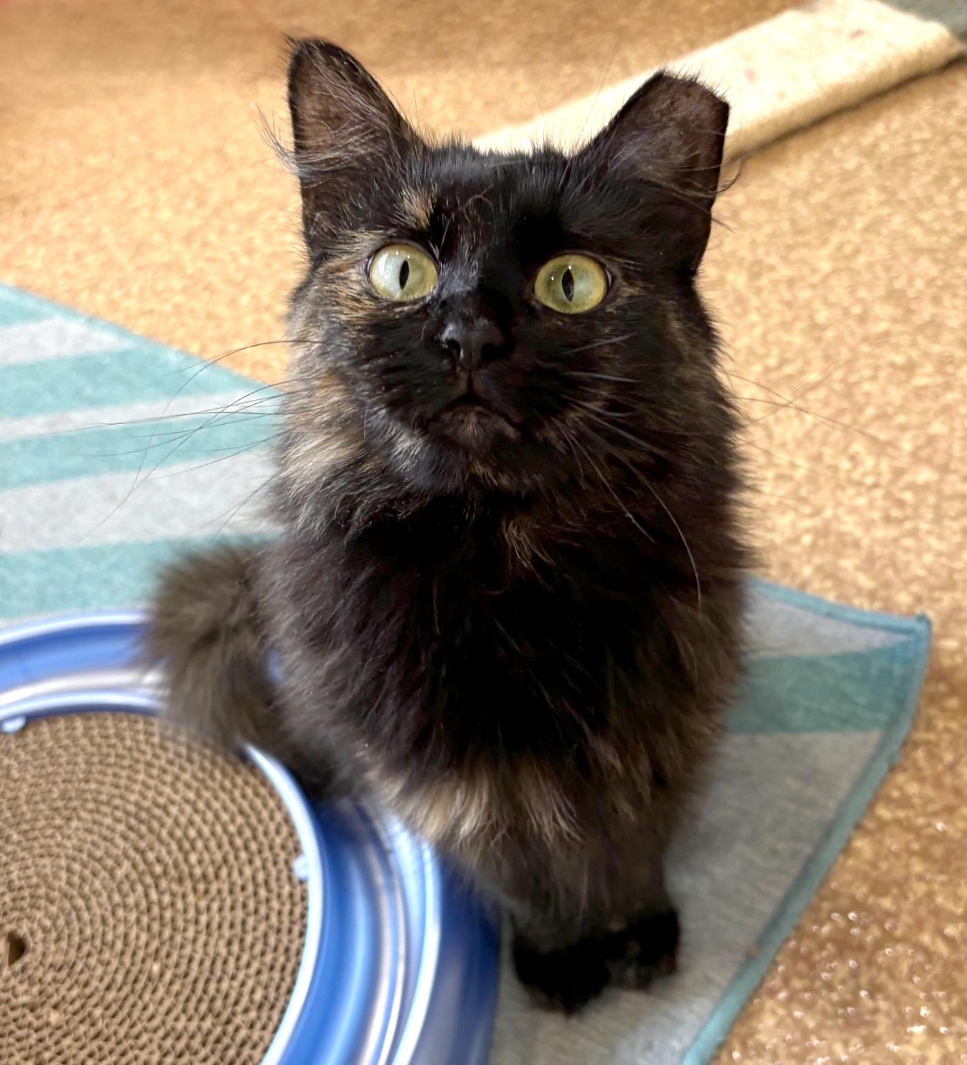 Mimi, an adoptable Domestic Medium Hair in Manitou Springs, CO, 80829 | Photo Image 5