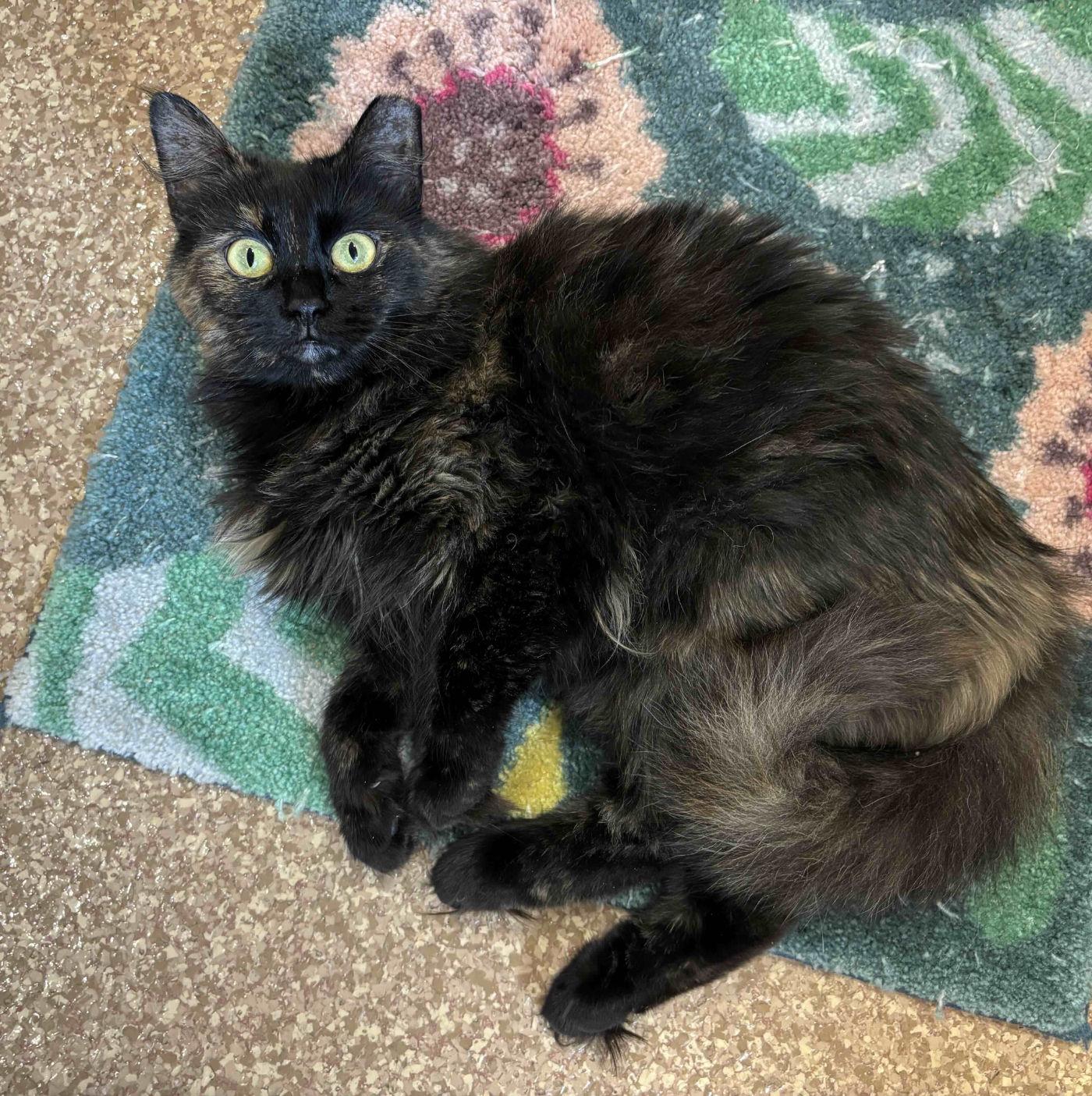 Mimi, an adoptable Domestic Medium Hair in Manitou Springs, CO, 80829 | Photo Image 3