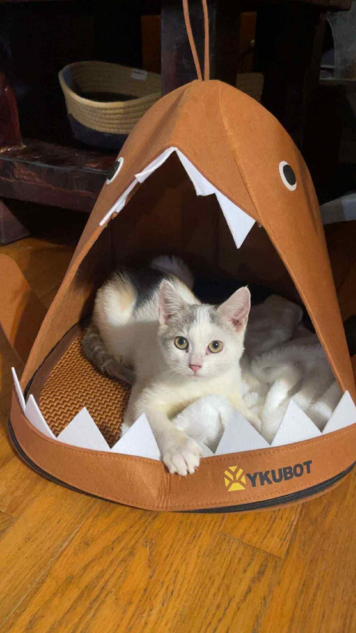 Joseph, Adoptable, Kitten Female Domestic Short Hair.