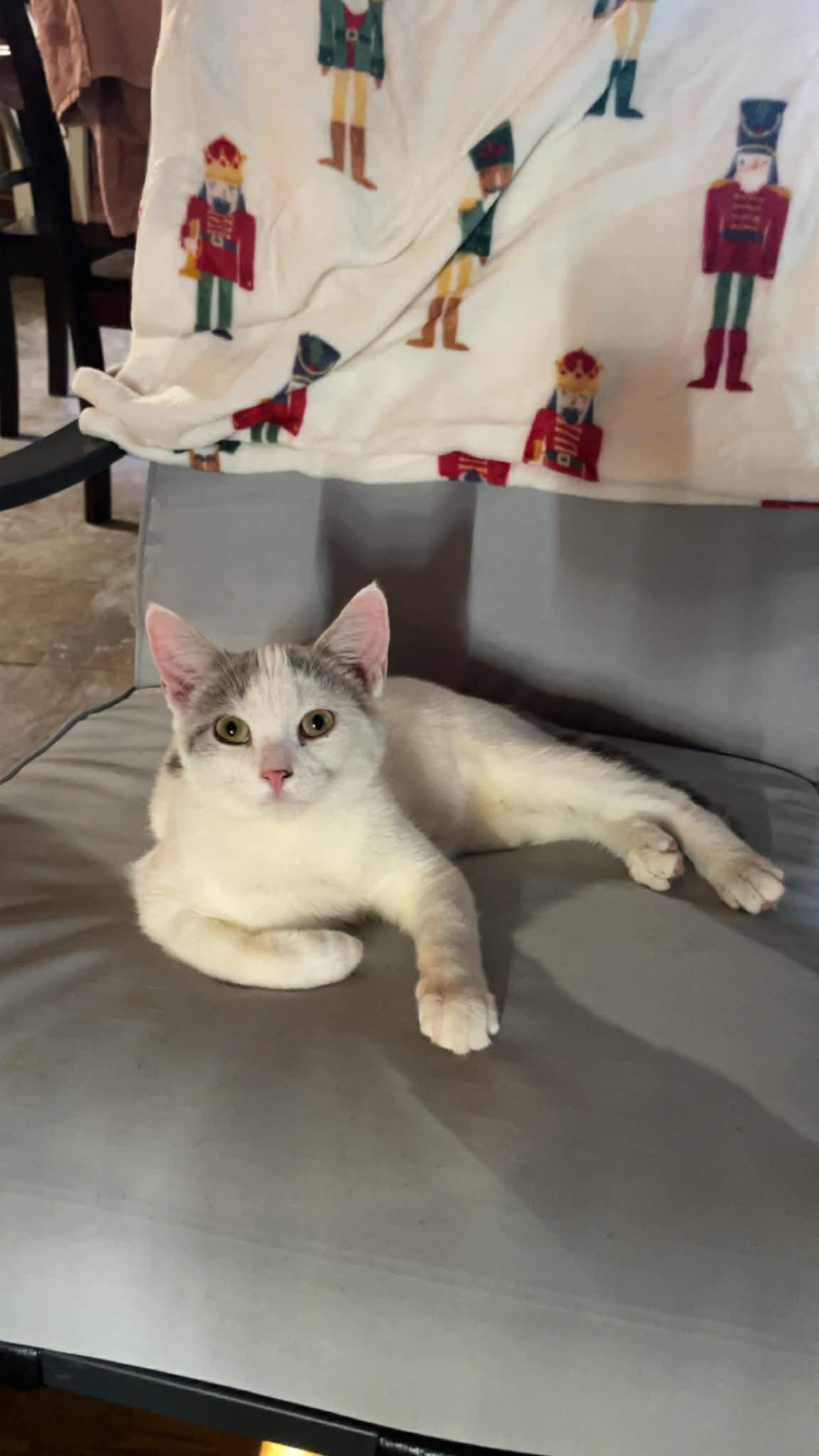 Joseph, a Adoptable mixed breed in Barbourville, KY image 3/5