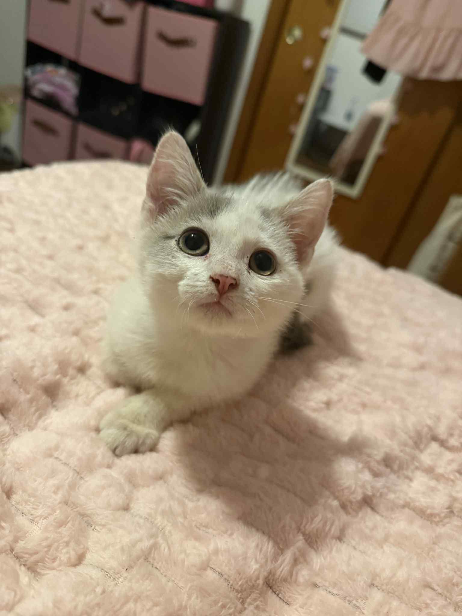 Enlarge Joseph, a Adoptable mixed breed in Barbourville, KY image 5/5