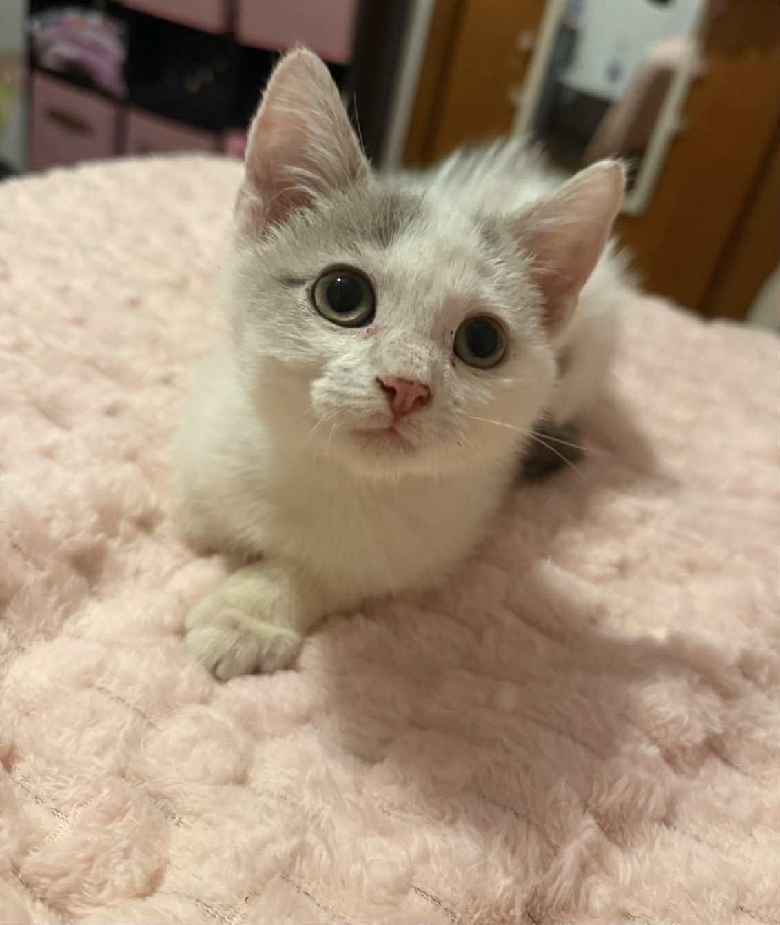 Enlarge Joseph, a Adoptable mixed breed in Barbourville, KY image 2/5