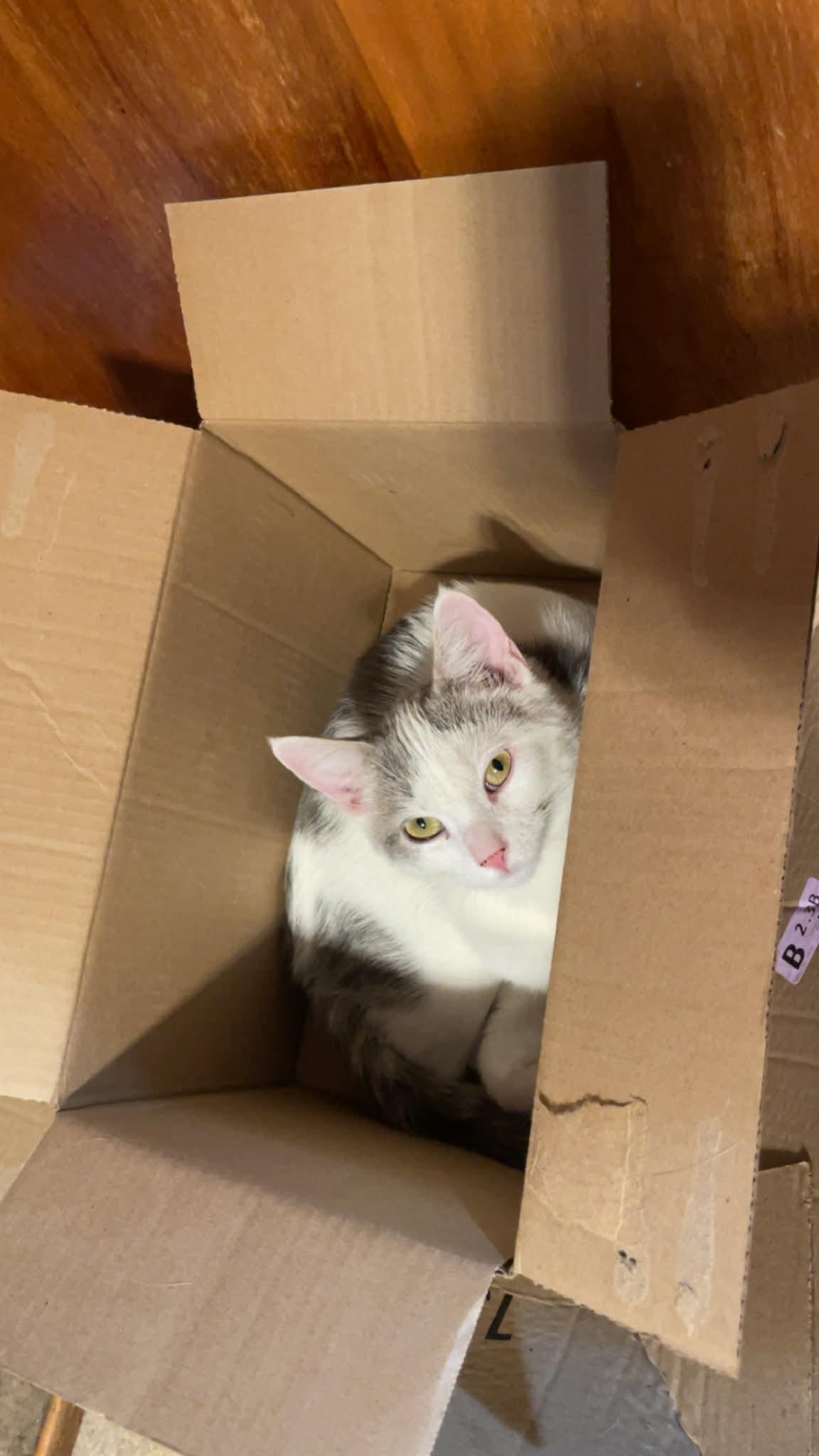 Joseph, a Adoptable mixed breed in Barbourville, KY image 2/5