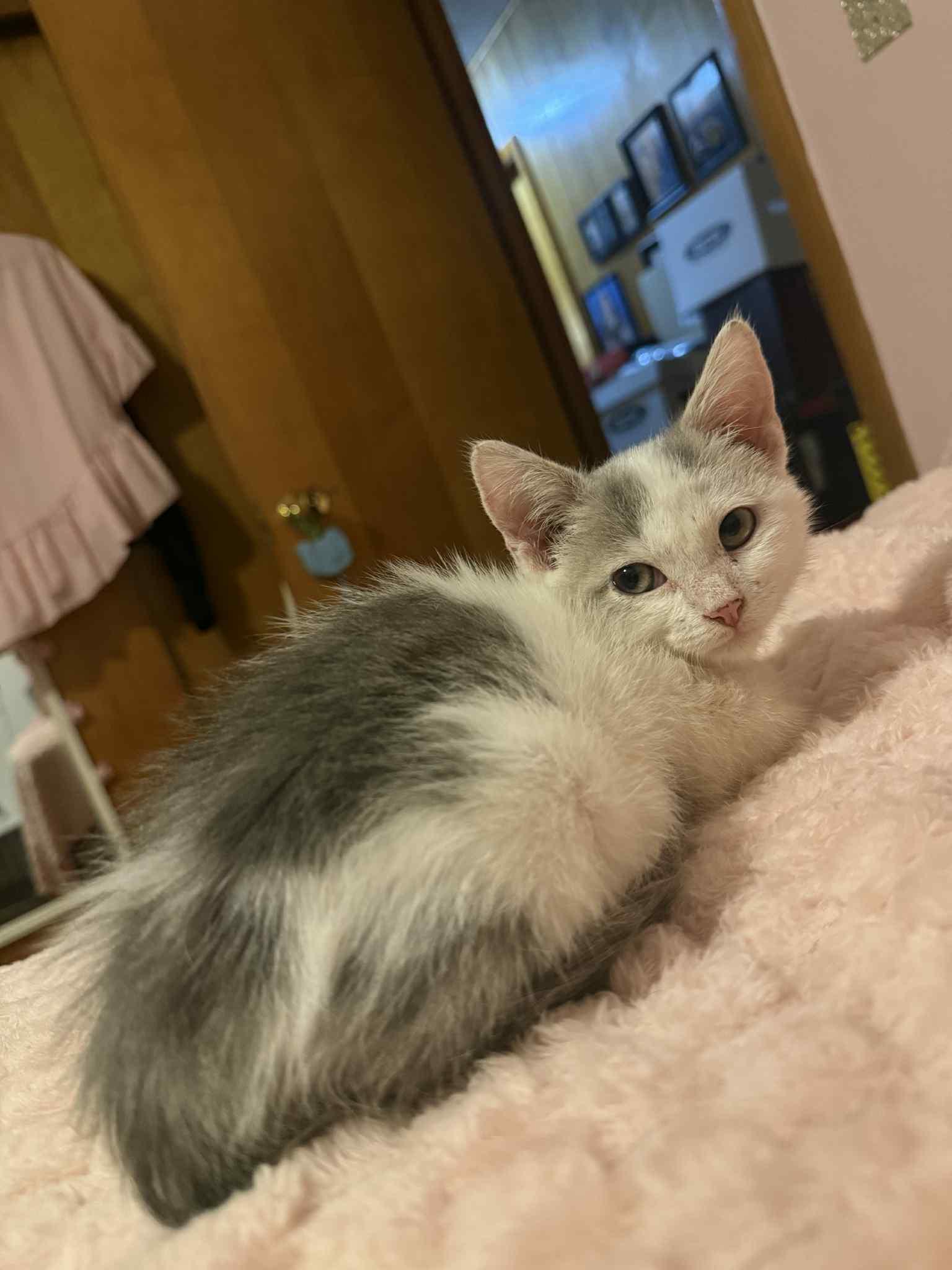 Enlarge Joseph, a Adoptable mixed breed in Barbourville, KY image 4/5