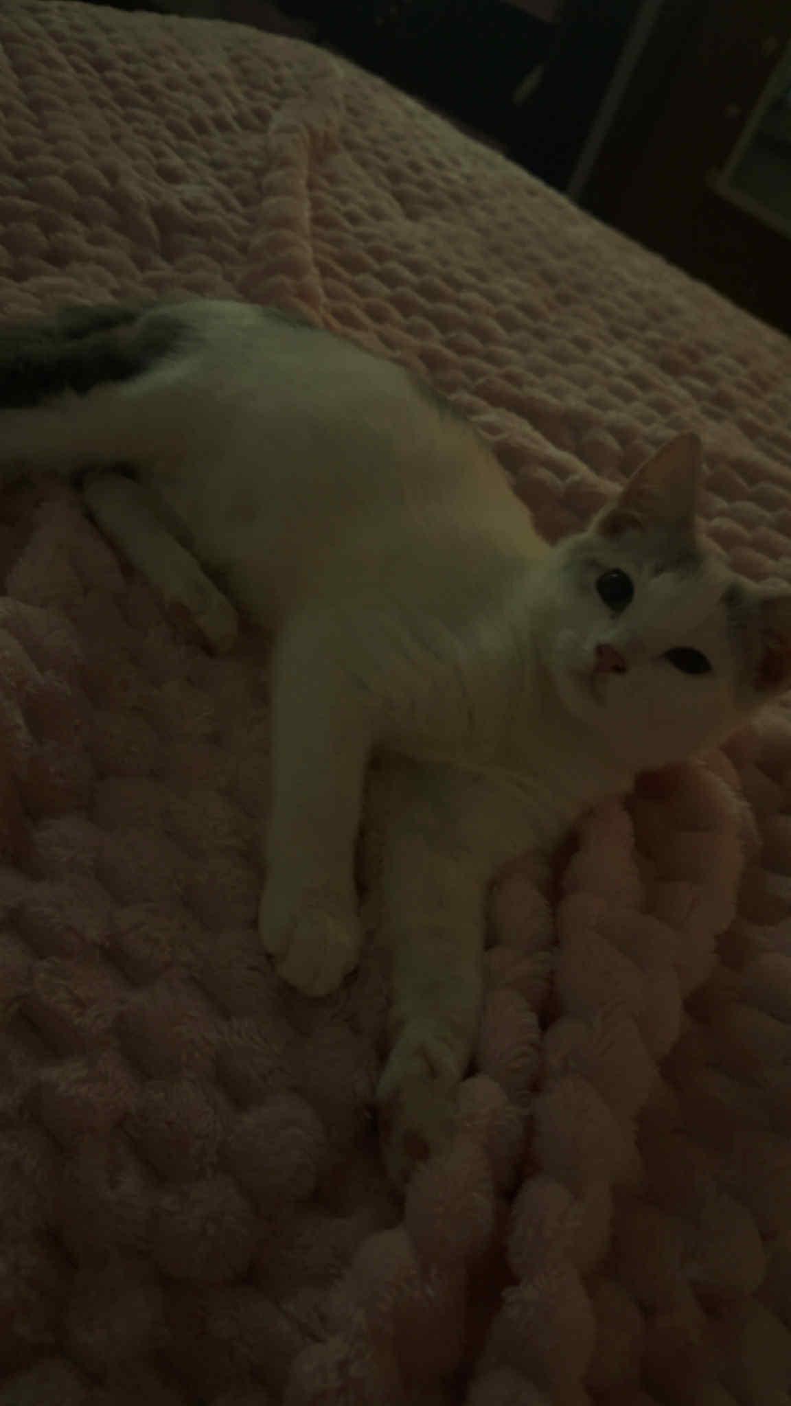 Enlarge Joseph, a Adoptable mixed breed in Barbourville, KY image 3/5