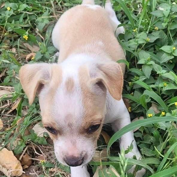 Schatze, Adopted, Puppy Female Chihuahua & Jack Russell Terrier.