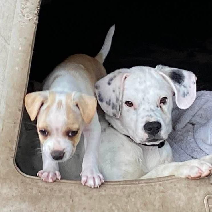 Schatze, a Adopted mixed breed in Goliad, TX image 2/8