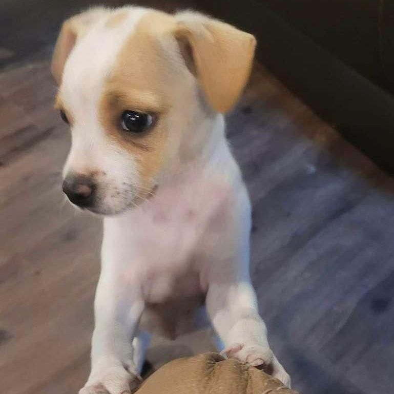 Schatze, a Adopted mixed breed in Goliad, TX image 3/8