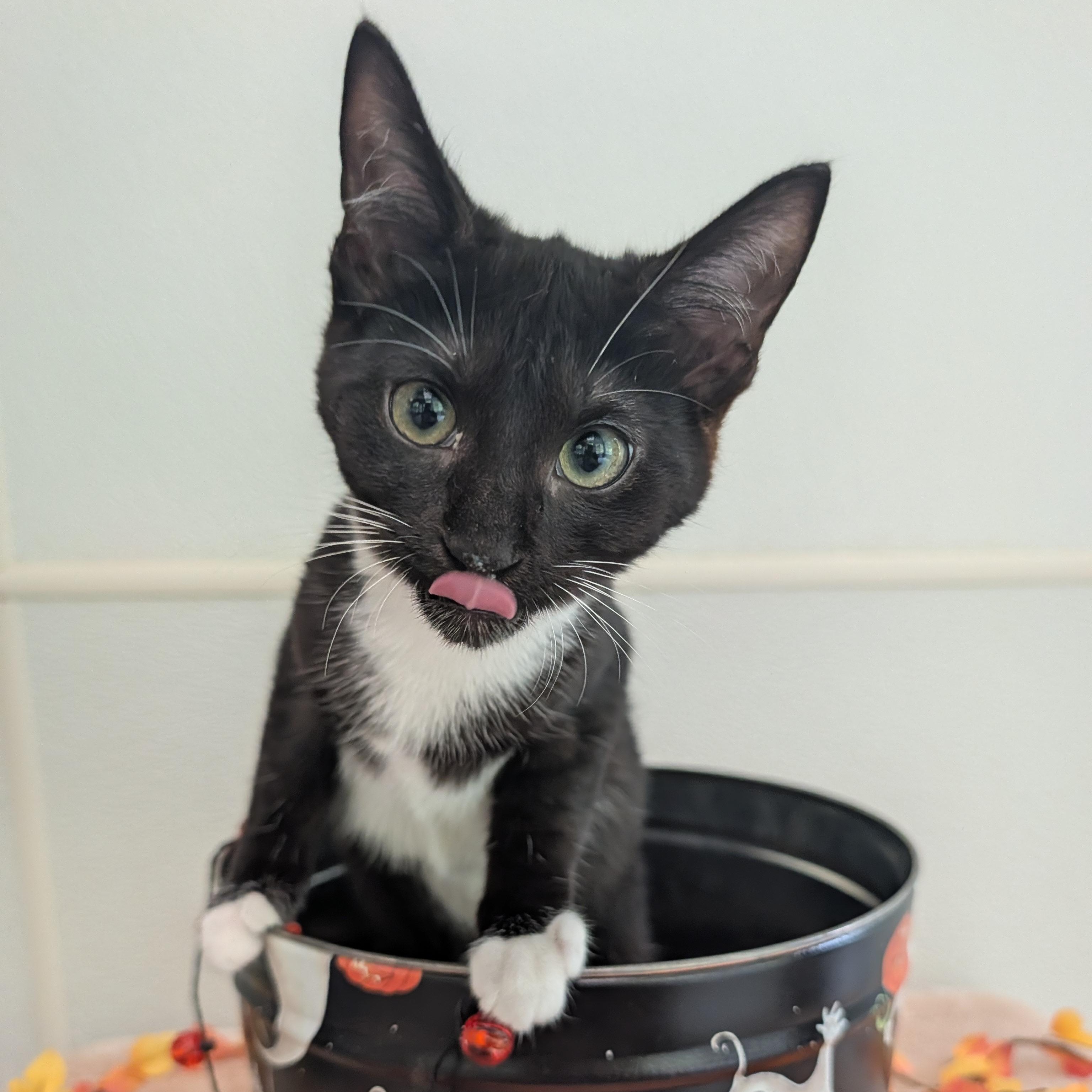 Enlarge Pikachu, a Adopted Domestic Short Hair in Waynesville, NC image 5/5