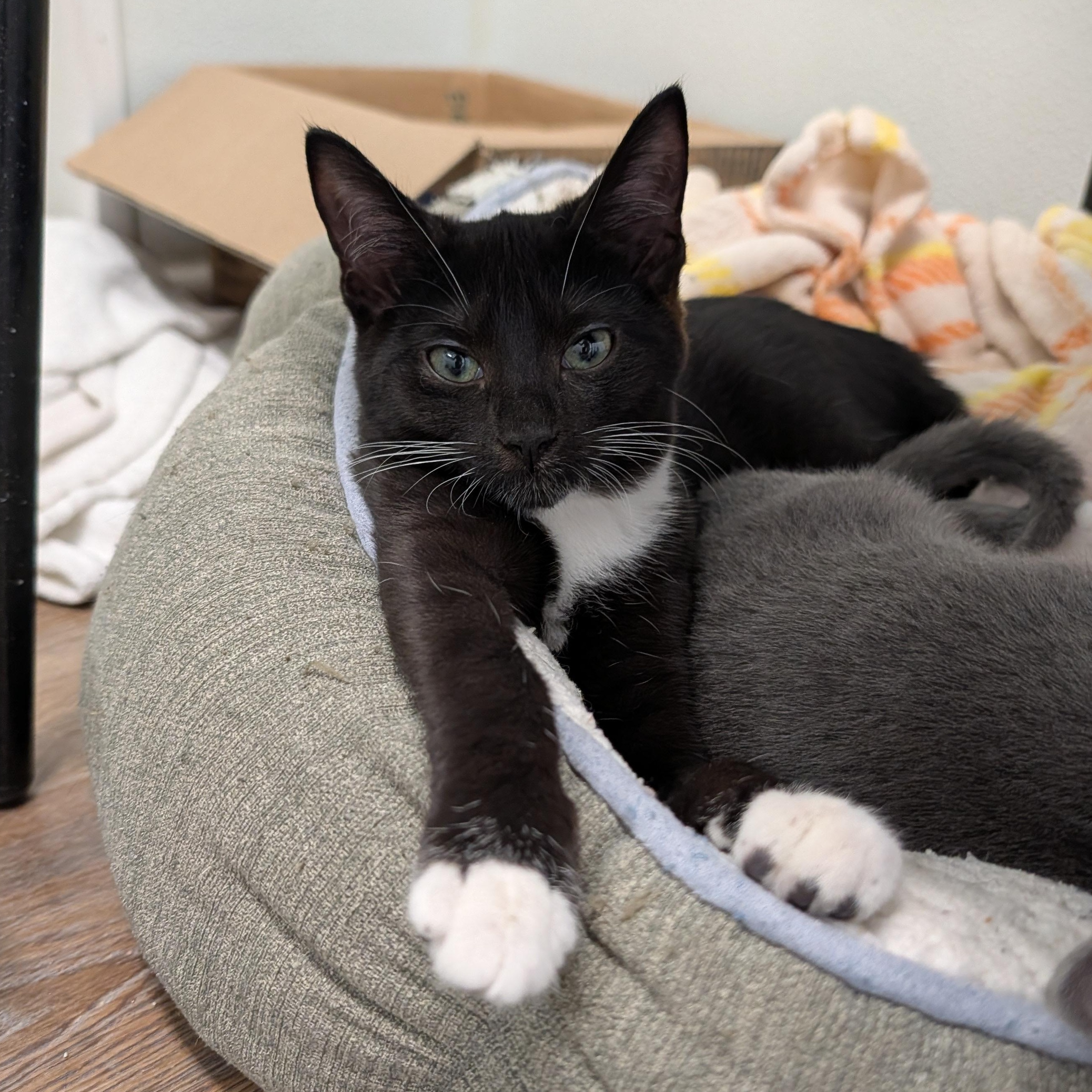 Enlarge Pikachu, a Adopted Domestic Short Hair in Waynesville, NC image 4/5