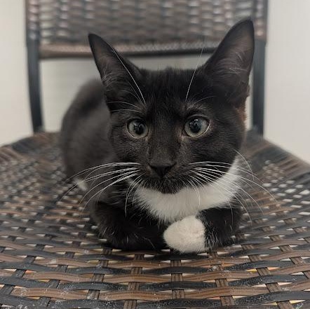 Enlarge Pikachu, a Adopted Domestic Short Hair in Waynesville, NC image 3/5