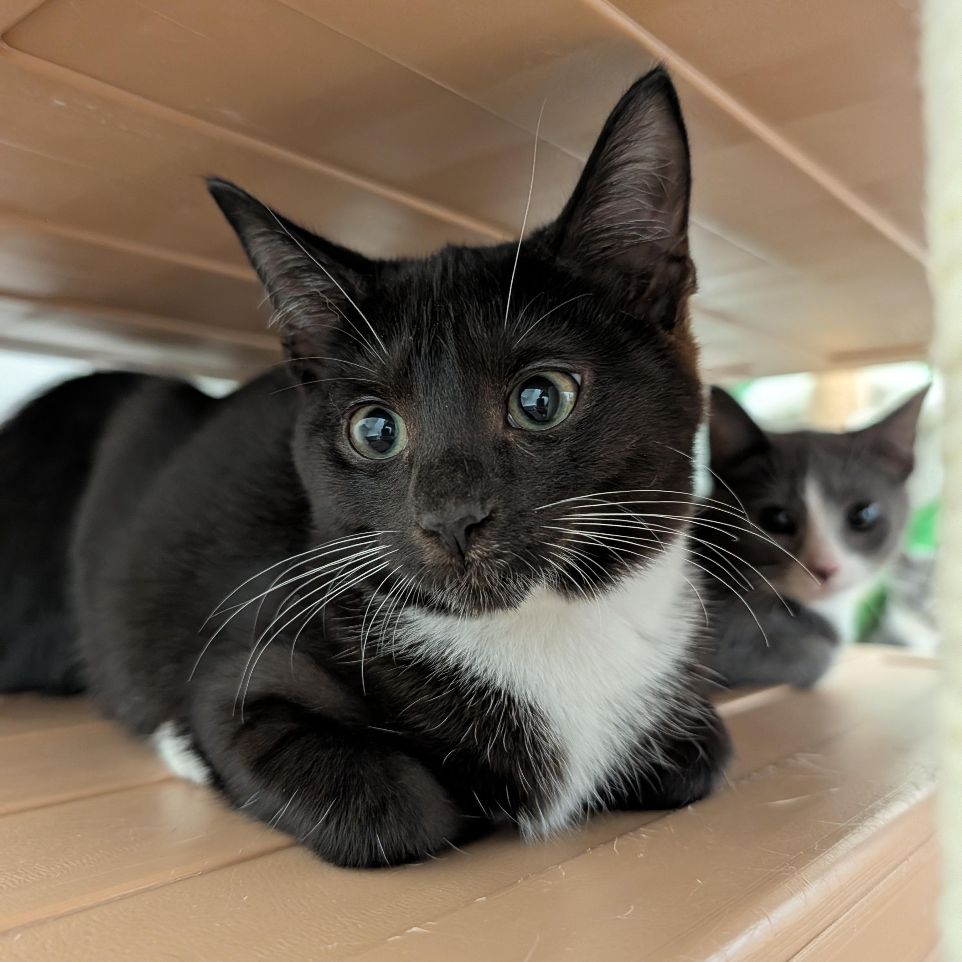 Enlarge Pikachu, a Adopted Domestic Short Hair in Waynesville, NC image 1/5
