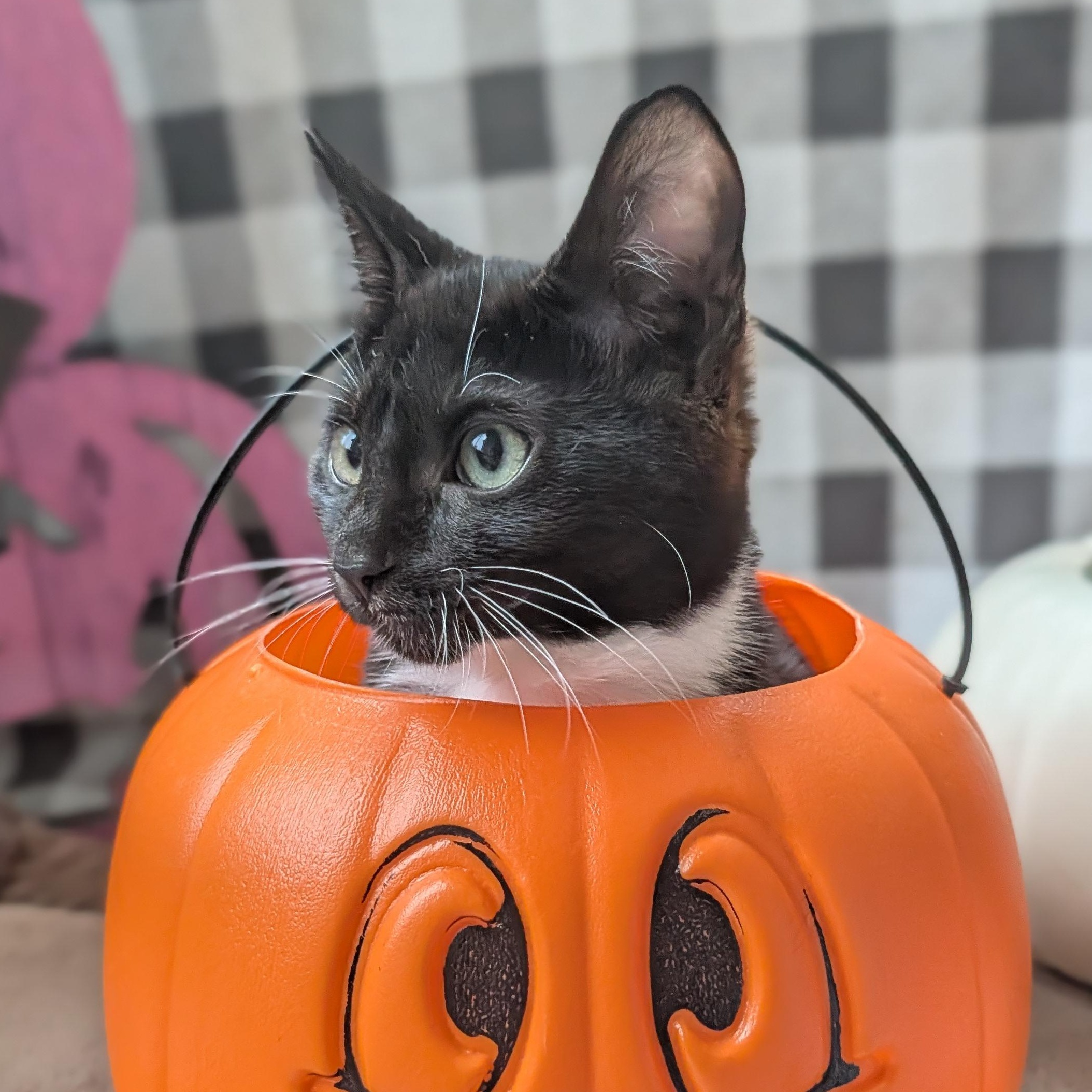 Enlarge Pikachu, a Adopted Domestic Short Hair in Waynesville, NC image 2/5