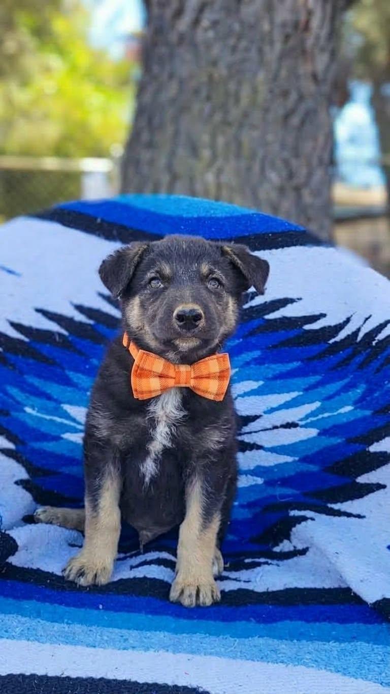 Enlarge Buzz, a Adoptable mixed breed in Temecula, CA image 1/1