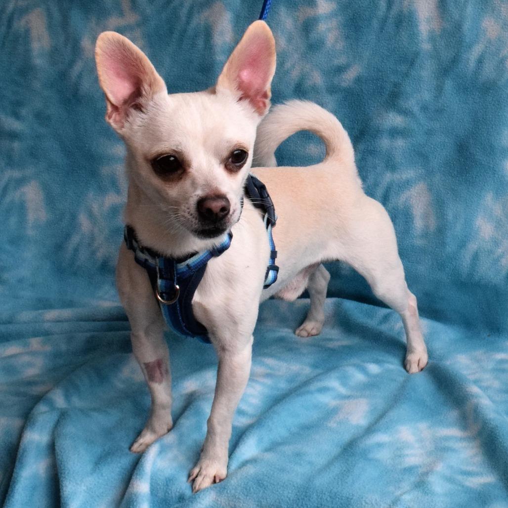 Enlarge Bugle, a Adoptable Chihuahua in Eureka, CA image 1/3