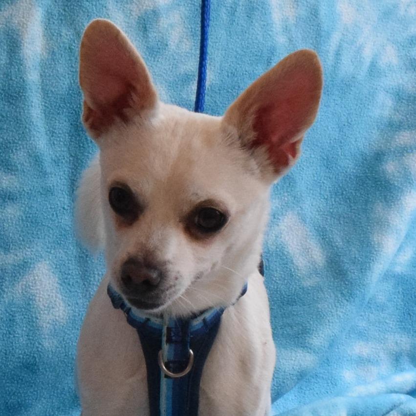 Enlarge Bugle, a Adoptable Chihuahua in Eureka, CA image 2/3