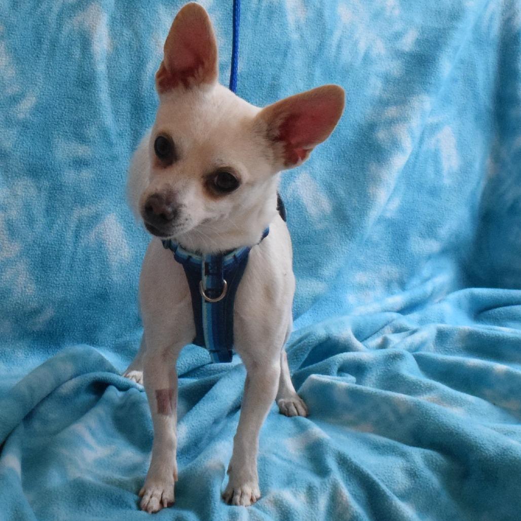 Enlarge Bugle, a Adoptable Chihuahua in Eureka, CA image 3/3