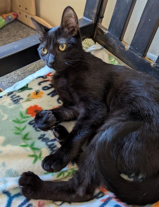 Enlarge Jane, a Adopted Domestic Short Hair in Ocala, FL image 1/3