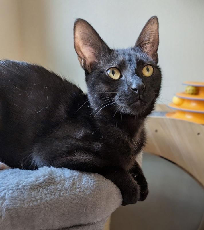 Enlarge Jane, a Adopted Domestic Short Hair in Ocala, FL image 3/3