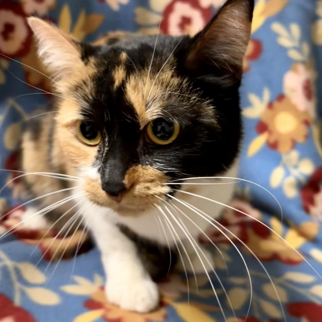 Enlarge CAULIFLOWER, a ADOPTABLE Domestic Short Hair in Joshua Tree, CA image 1/1