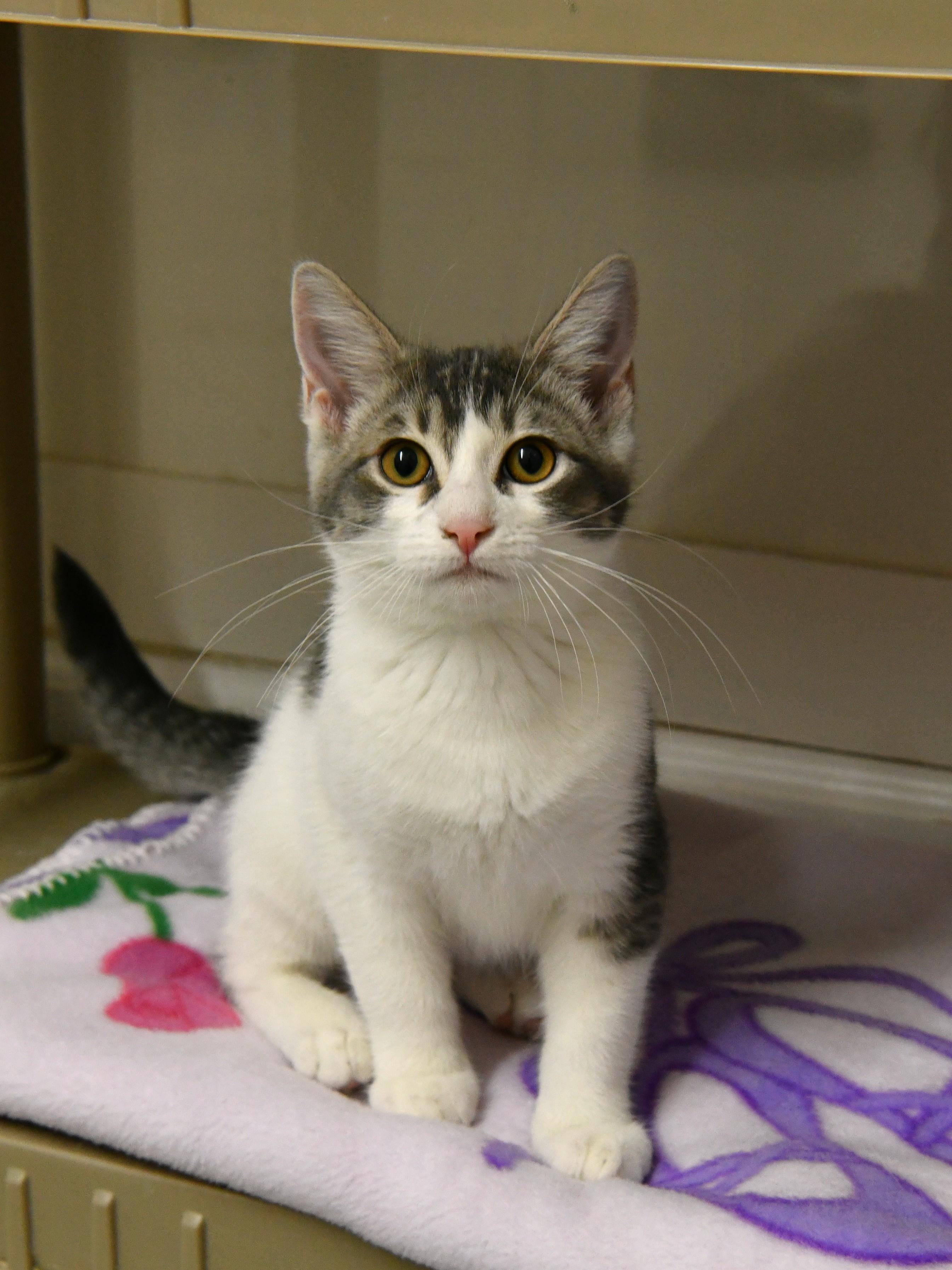 Enlarge Creme Brulee, a Adopted Domestic Short Hair in Fairhope, AL image 1/1