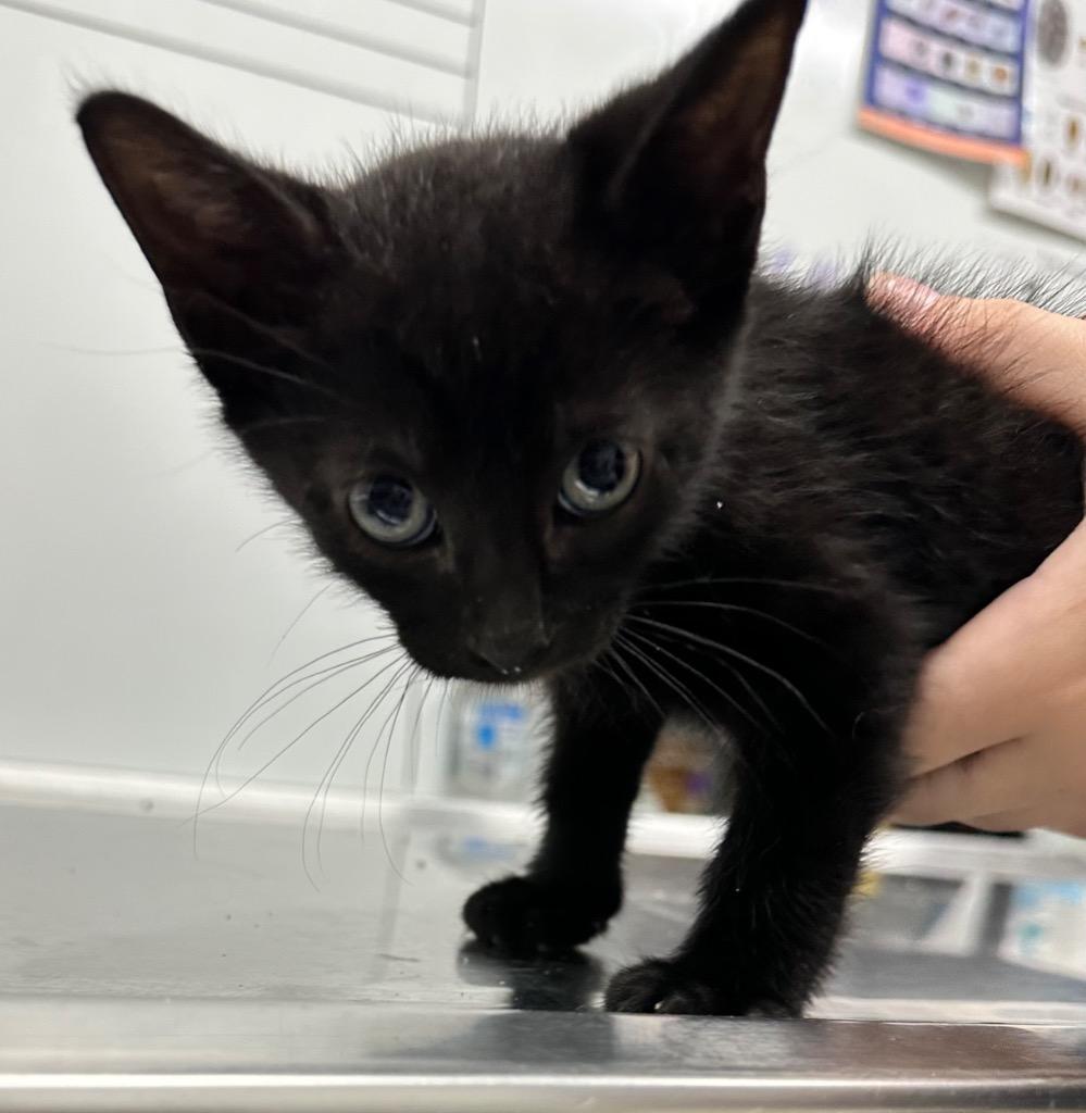 Vinny, Adoptable, Kitten Male Domestic Short Hair.