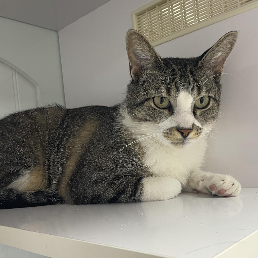Sammy, Adoptable, Adult Male Domestic Short Hair.
