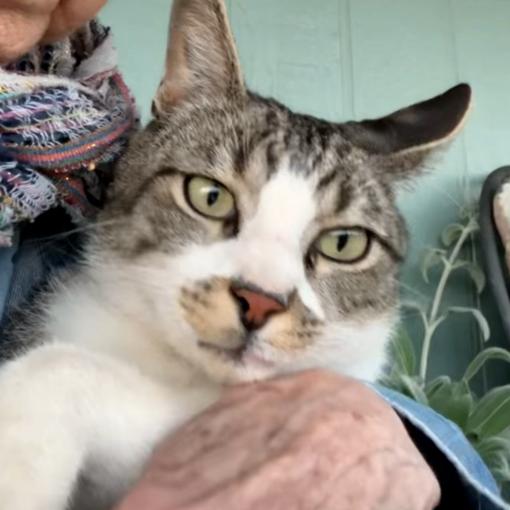 Enlarge Sammy, a Adoptable Domestic Short Hair in Prescott, AZ image 2/3