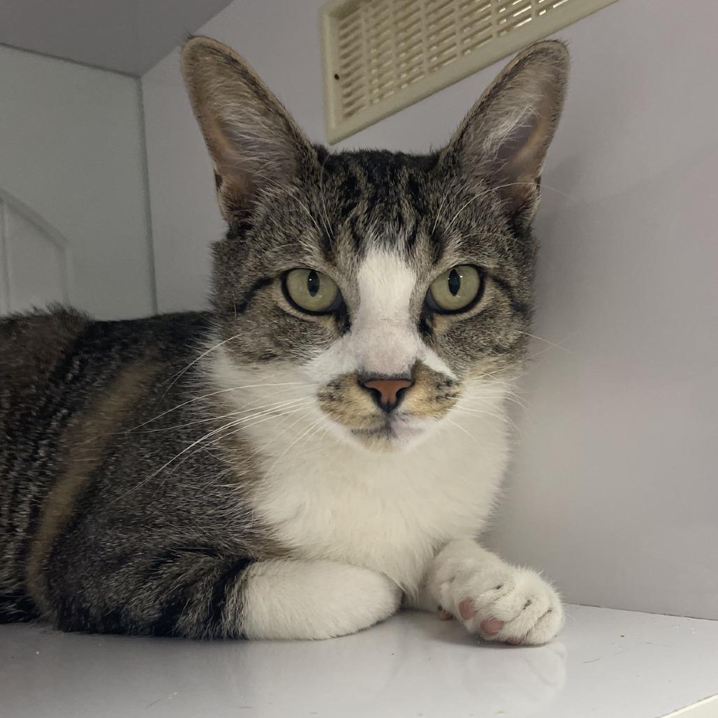 Enlarge Sammy, a Adoptable Domestic Short Hair in Prescott, AZ image 3/3