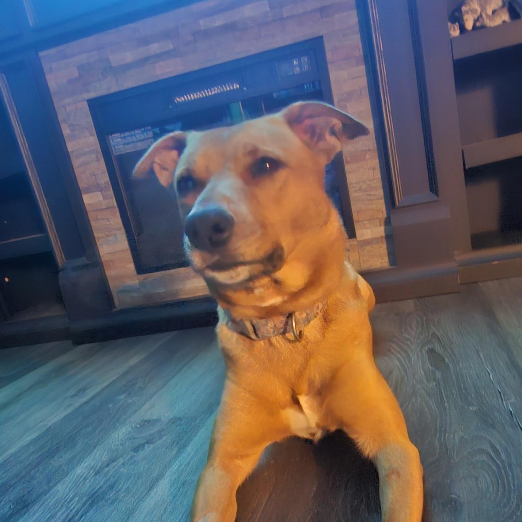 **COURTESY LISTING** Jewel, a ADOPTABLE mixed breed in Moscow, ID image 2/5