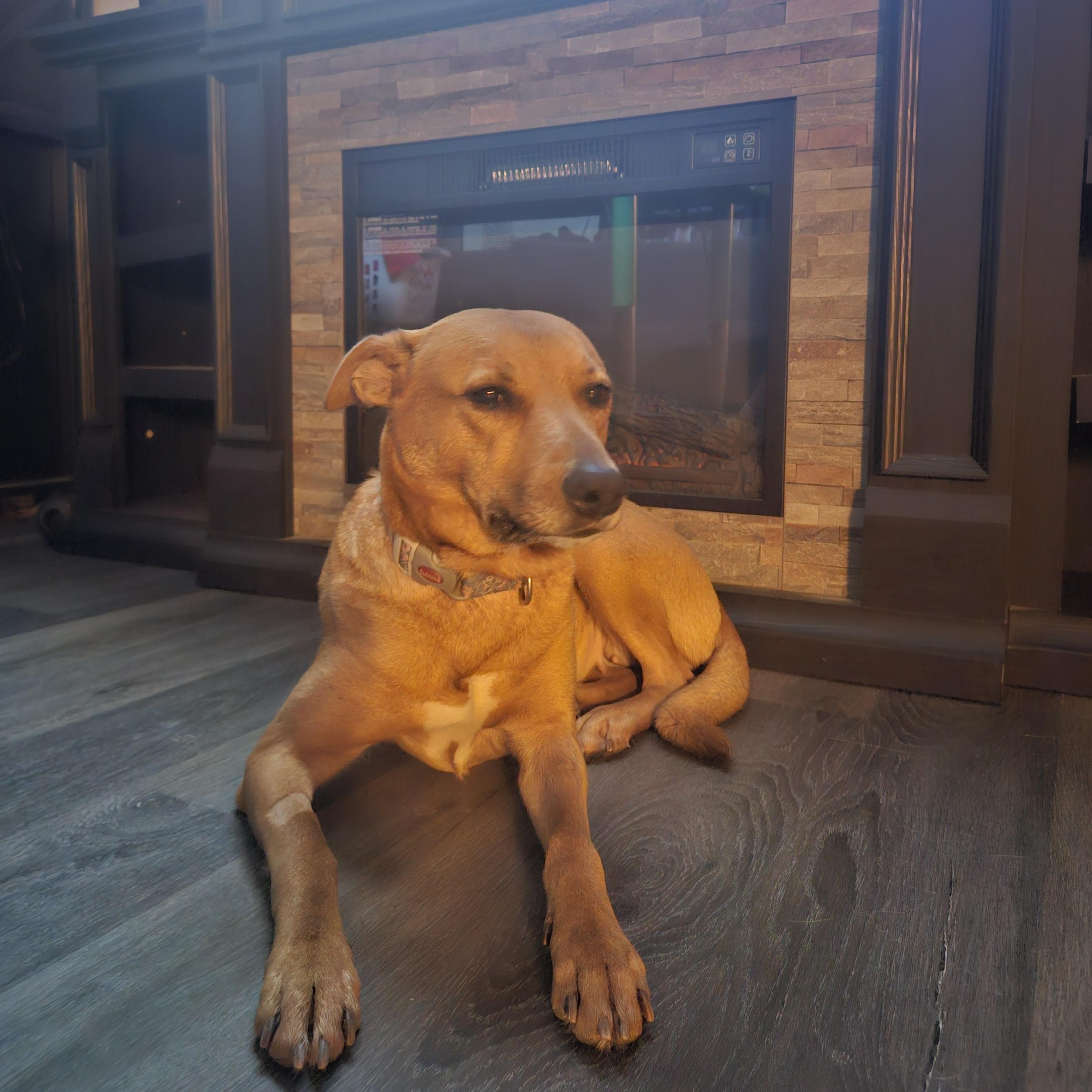 **COURTESY LISTING** Jewel, a ADOPTABLE mixed breed in Moscow, ID image 4/5