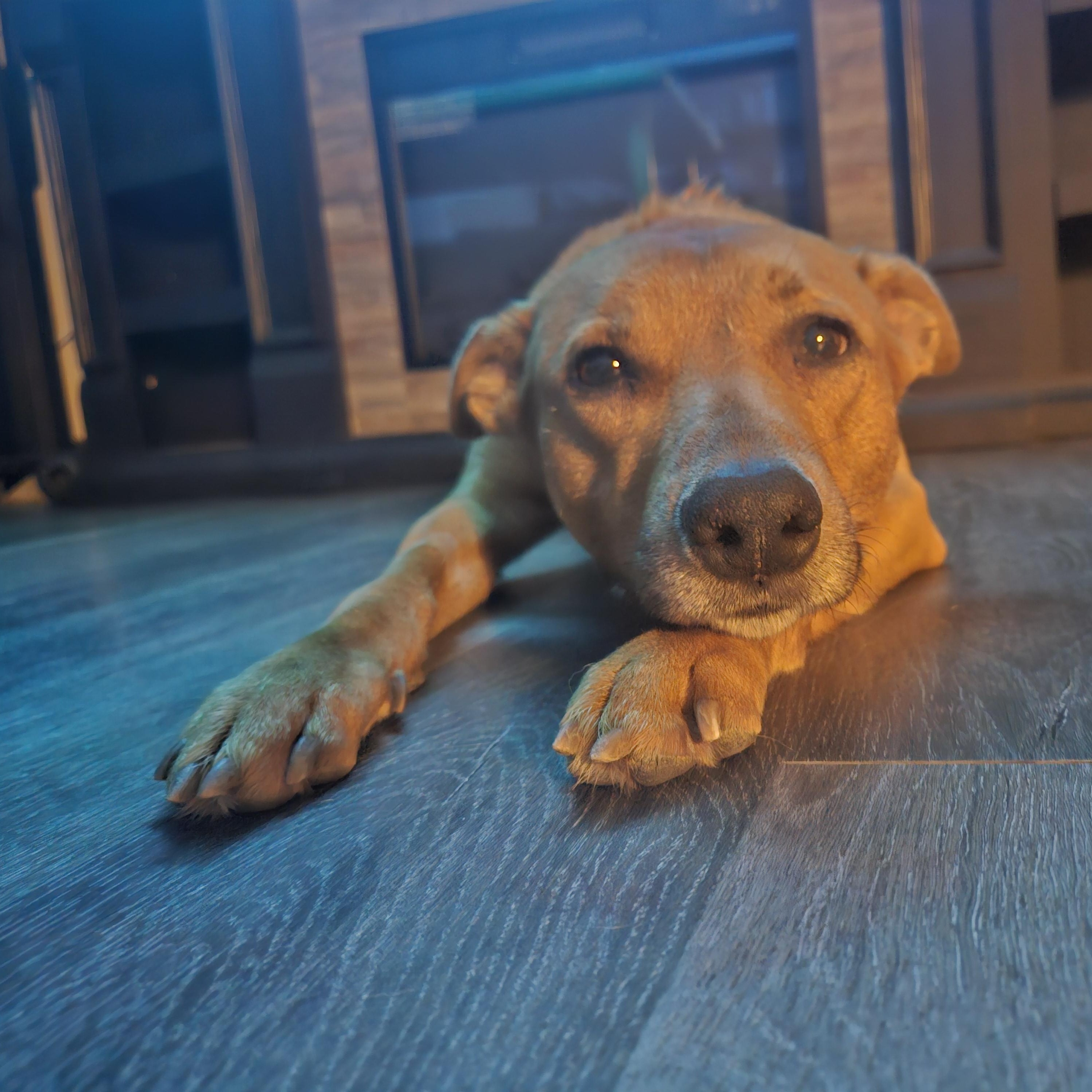 **COURTESY LISTING** Jewel, a ADOPTABLE mixed breed in Moscow, ID image 3/5