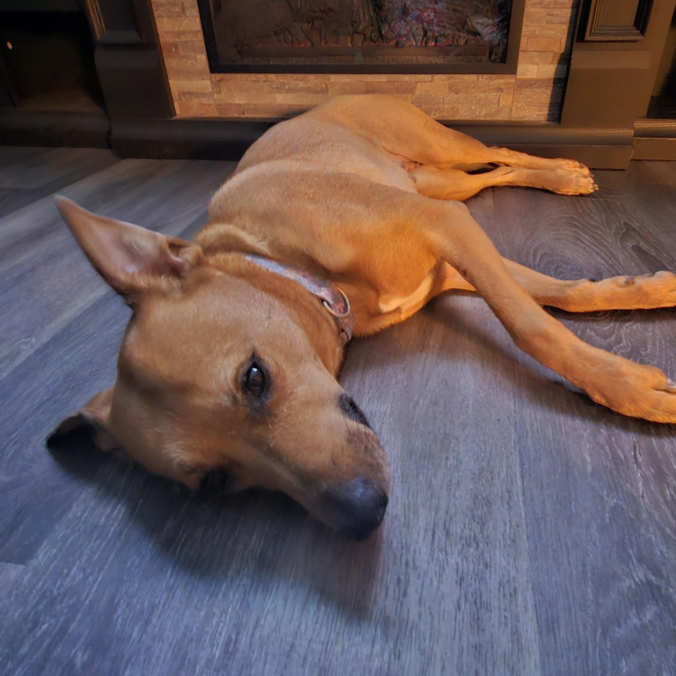**COURTESY LISTING** Jewel, ADOPTABLE, Adult Female Mixed Breed.