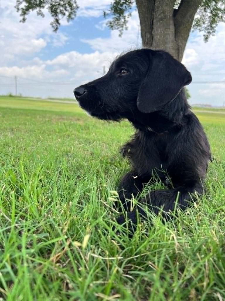 Sonic, a Adoptable mixed breed in Arlington, TX image 1/3