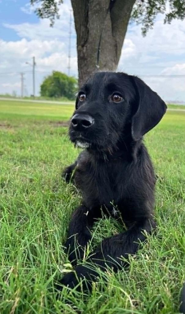 Enlarge Sonic, a Adoptable mixed breed in Arlington, TX image 1/1