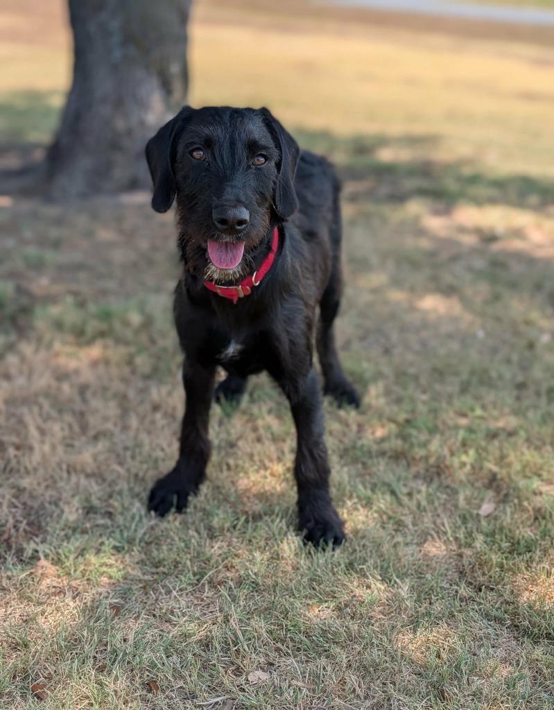Enlarge Sonic, a Adoptable mixed breed in Arlington, TX image 1/6