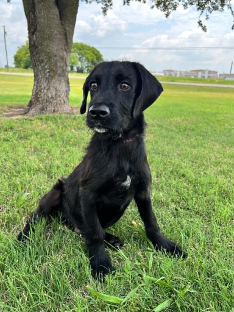 Sonic, a Adoptable mixed breed in Arlington, TX image 3/3