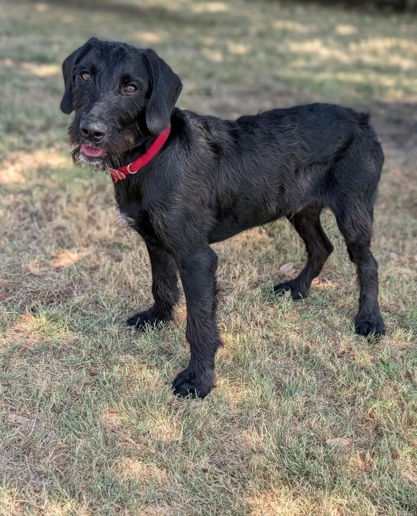 Enlarge Sonic, a Adoptable mixed breed in Arlington, TX image 3/6
