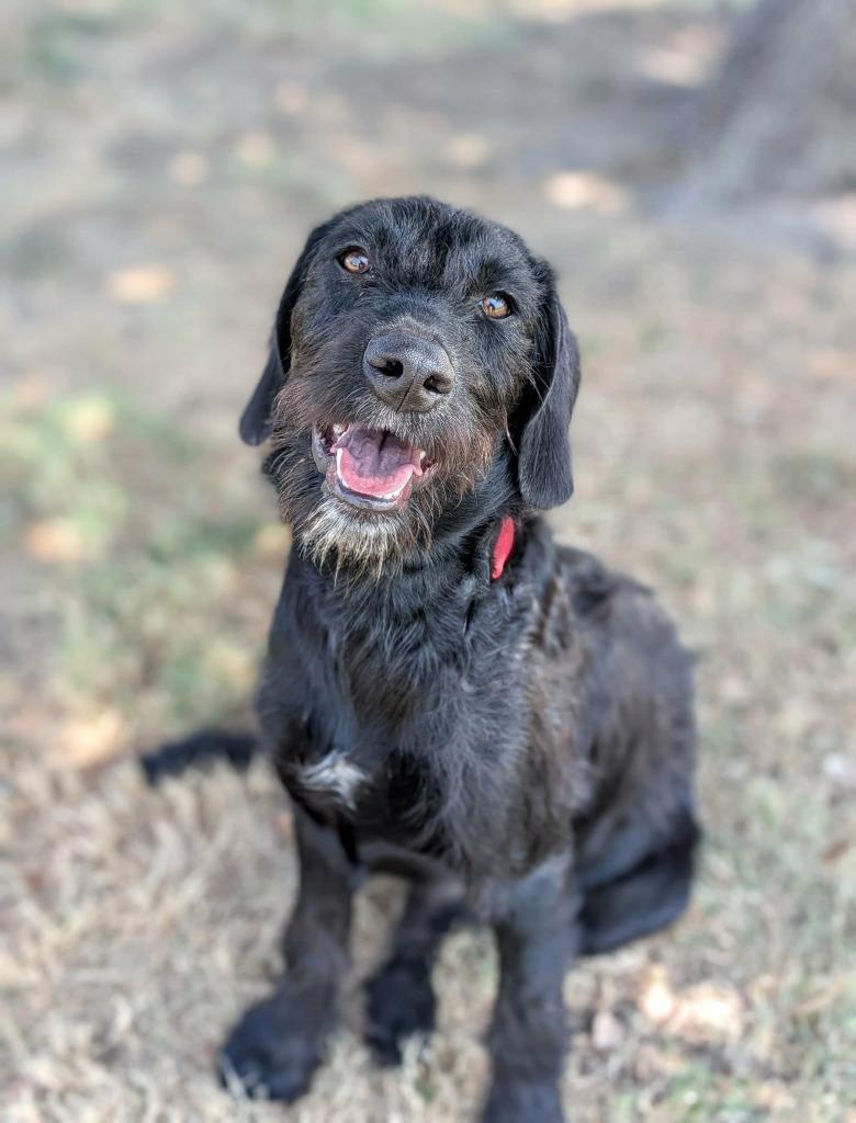 Enlarge Sonic, a Adoptable mixed breed in Arlington, TX image 4/6