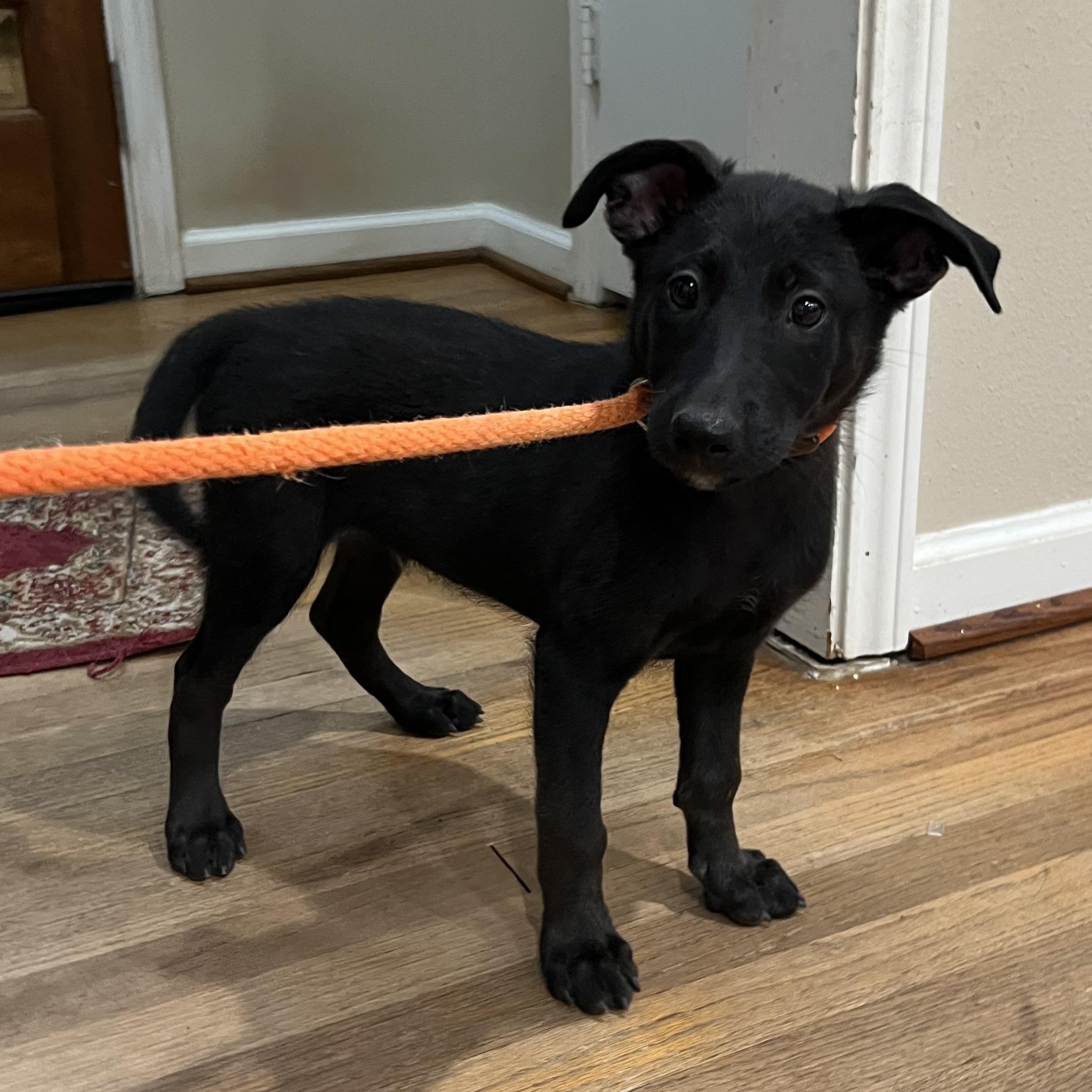 Enlarge Arlo, a Adoptable mixed breed in Bellaire, TX image 4/6