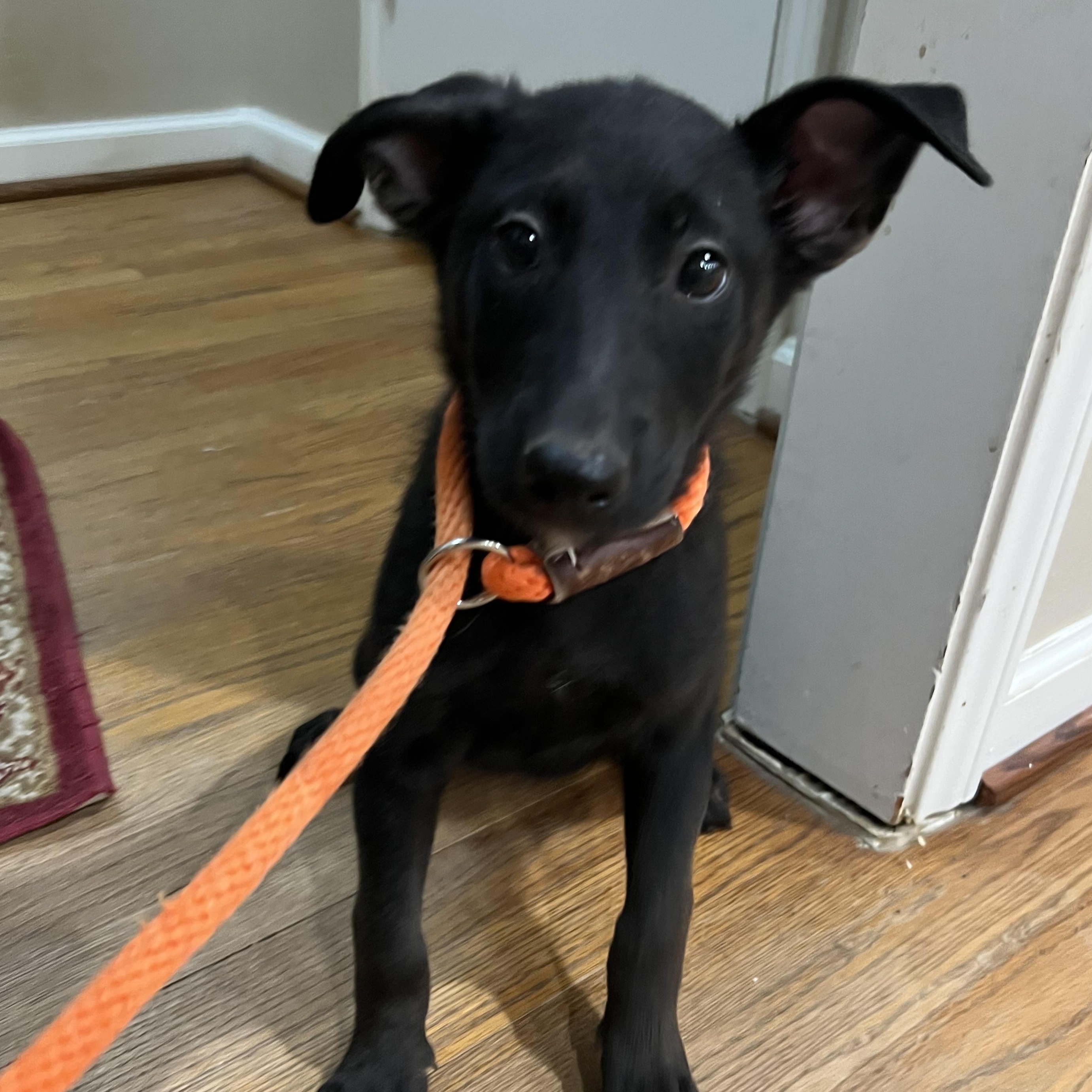Enlarge Arlo, a Adoptable mixed breed in Bellaire, TX image 2/6