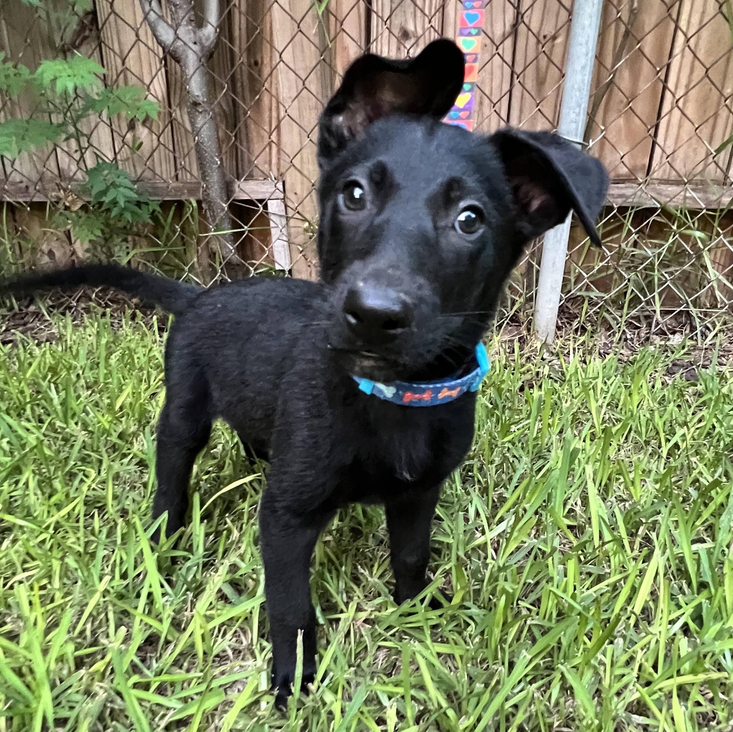 Enlarge Arlo, a Adoptable mixed breed in Bellaire, TX image 6/6
