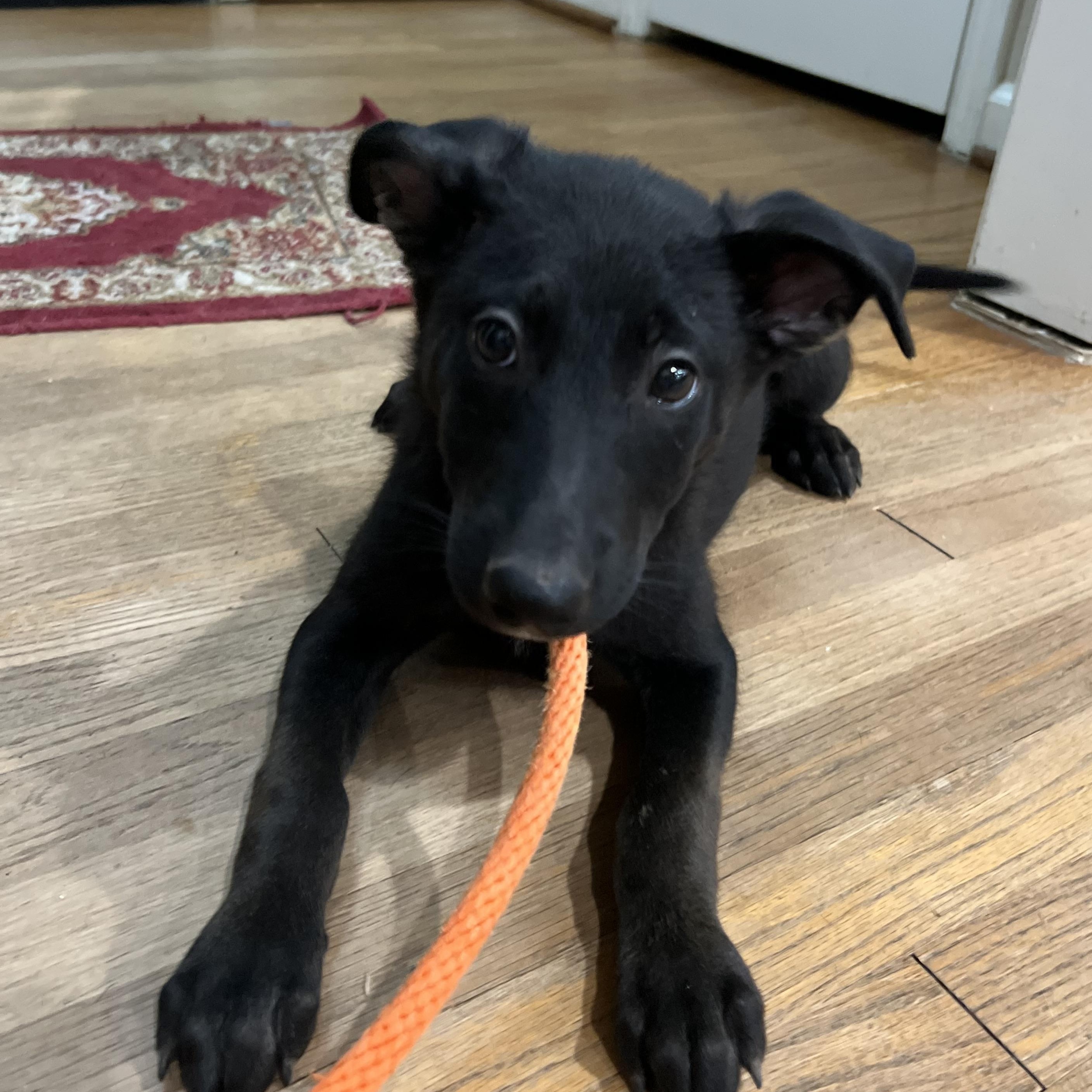 Enlarge Arlo, a Adoptable mixed breed in Bellaire, TX image 3/6