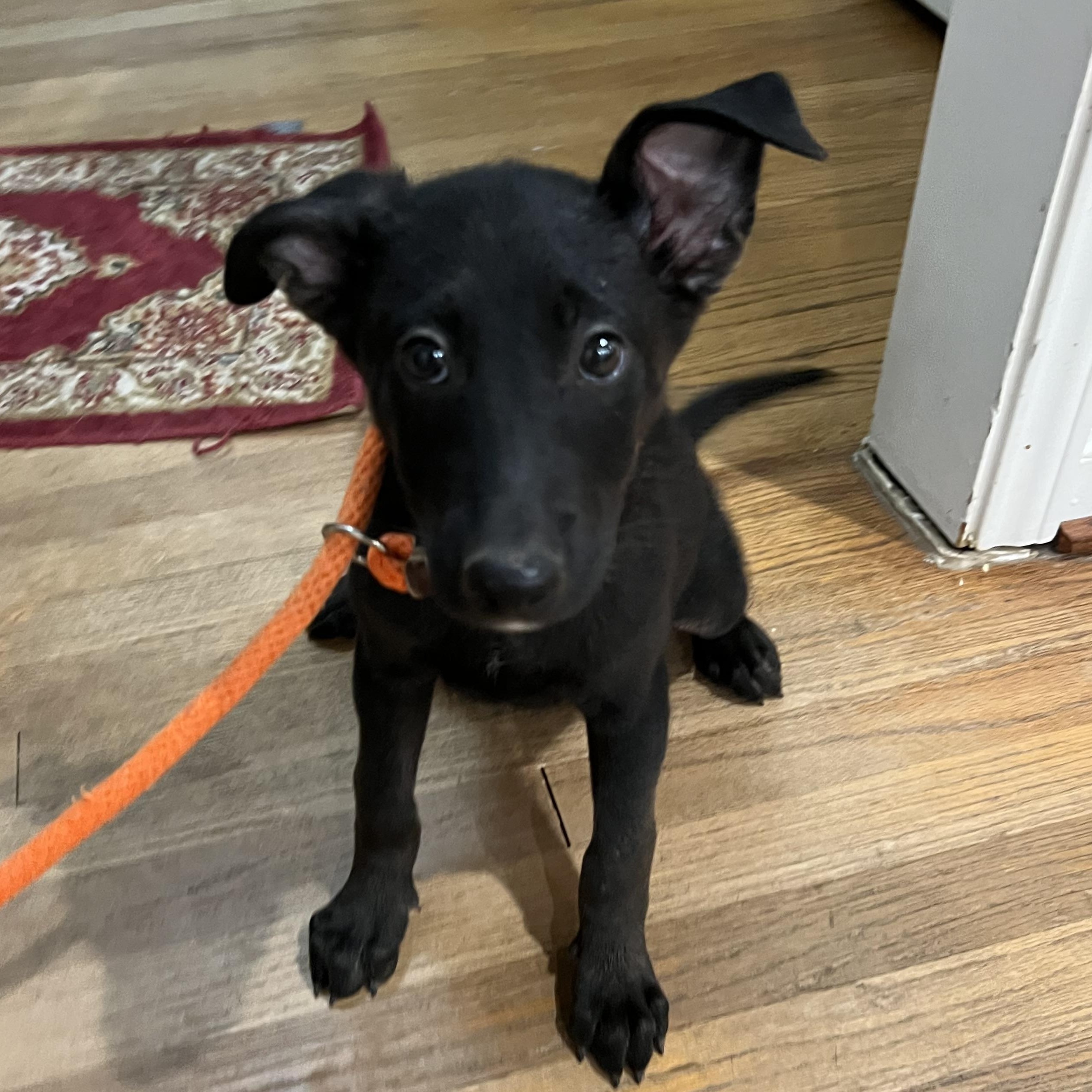 Enlarge Arlo, a Adoptable mixed breed in Bellaire, TX image 5/6