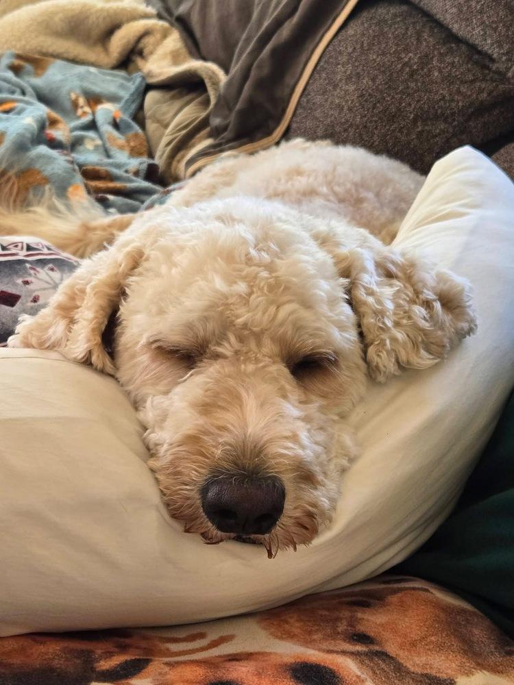 Chimera / Lilly Bug, Adoptable, Adult Female Labrador Retriever.