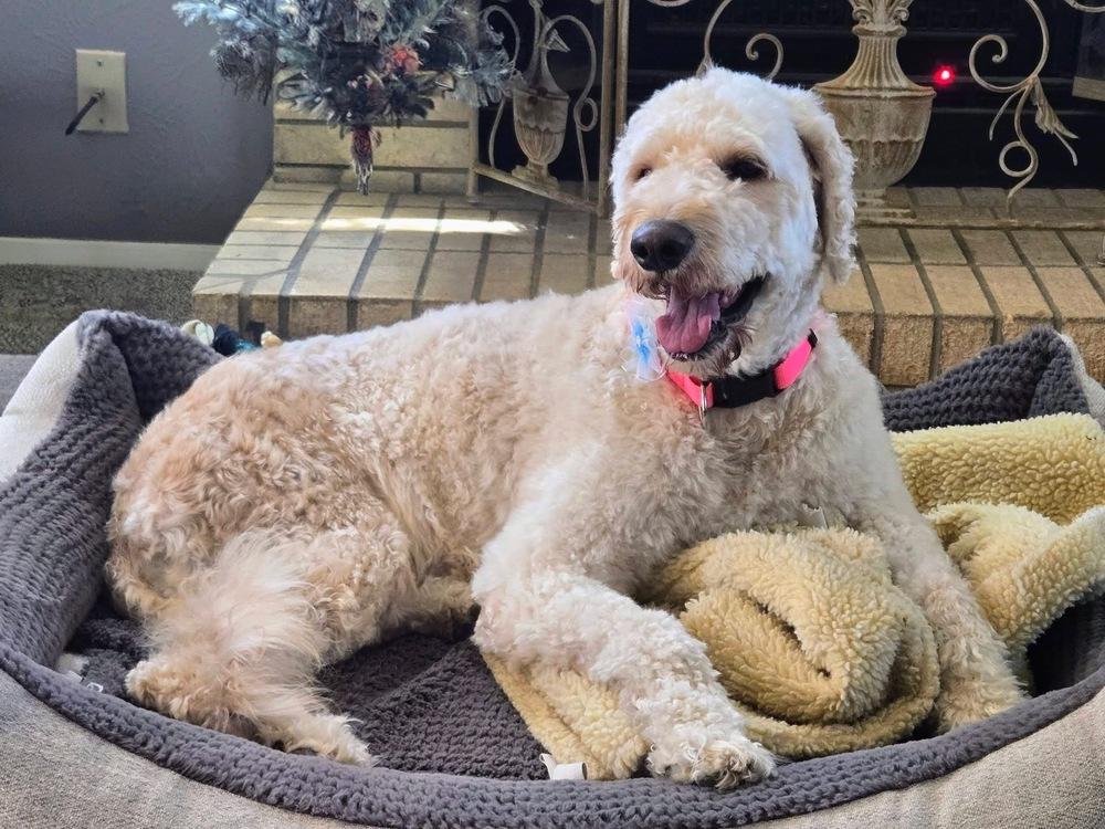 Enlarge Chimera / Lilly Bug, a Adoptable Labrador Retriever in Broomfield, CO image 2/6