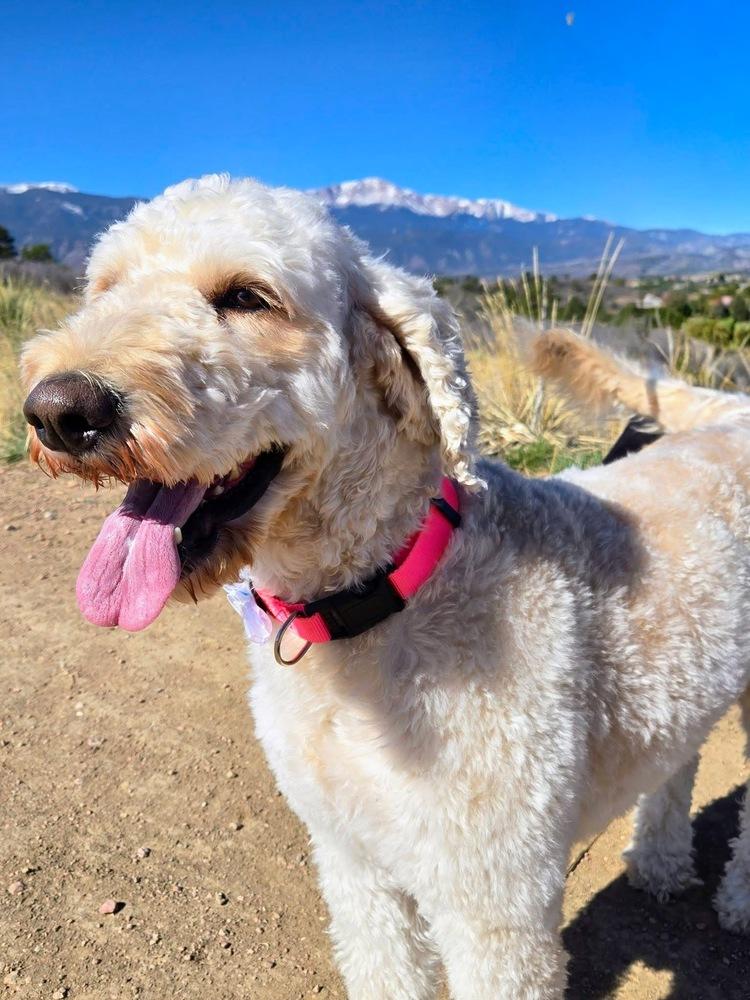 Enlarge Chimera / Lilly Bug, a Adoptable Labrador Retriever in Broomfield, CO image 3/6