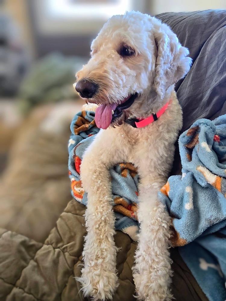 Enlarge Chimera / Lilly Bug, a Adoptable Labrador Retriever in Broomfield, CO image 4/6