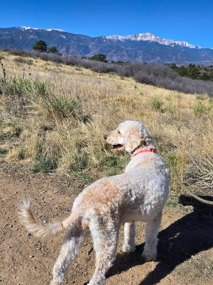 Enlarge Chimera / Lilly Bug, a Adoptable Labrador Retriever in Broomfield, CO image 5/6